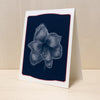 Ghost Amaryllis Card