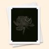 The Quiet Pictures Box
