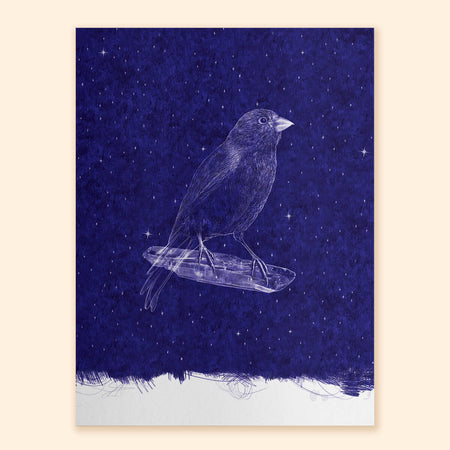 Canary Nocturne Art Print