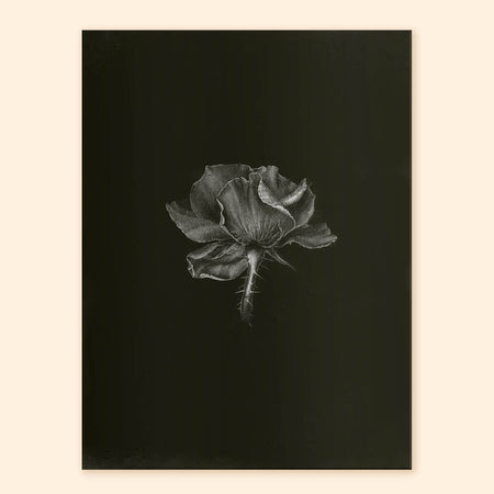 Quiet Flower Art Print